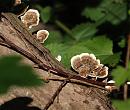 Click image for larger version. 

Name:	SH8845 -0908 16-Bracket_Fungus.jpg 
Views:	207 
Size:	286.4 KB 
ID:	11501