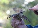 Click image for larger version. 

Name:	SH1723 -1007 04-Reed Warbler.jpg 
Views:	400 
Size:	349.7 KB 
ID:	14685