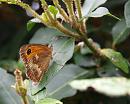 Click image for larger version. 

Name:	SH2134 -090726-Gatekeeper - Pyronia_tithonus.jpg 
Views:	172 
Size:	273.4 KB 
ID:	11284