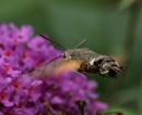 Click image for larger version. 

Name:	hummingbird_hawk_moth_10.jpg 
Views:	937 
Size:	122.7 KB 
ID:	6060