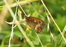 Click image for larger version. 

Name:	meadow_brown.jpg 
Views:	159 
Size:	144.7 KB 
ID:	5762