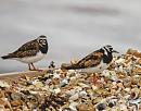 Click image for larger version. 

Name:	turnstones.jpg 
Views:	344 
Size:	45.7 KB 
ID:	17795