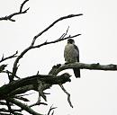 Click image for larger version. 

Name:	Peregrine Falcon.JPG 
Views:	174 
Size:	75.9 KB 
ID:	1542