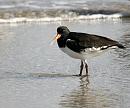 Click image for larger version. 

Name:	oystercatcher.JPG 
Views:	167 
Size:	77.6 KB 
ID:	1548
