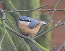 Click image for larger version. 

Name:	nuthatch_PC132691.jpg 
Views:	158 
Size:	65.7 KB 
ID:	12065