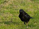 Click image for larger version. 

Name:	SH1207 -1004 15-Carrion Crow-Corvus_corone.jpg 
Views:	169 
Size:	339.6 KB 
ID:	13456