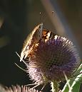 Click image for larger version. 

Name:	SH2735 -090727-Painted Lady - Vanessa cardui.jpg 
Views:	191 
Size:	366.9 KB 
ID:	10768