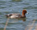 Click image for larger version. 

Name:	wigeon_P3243530.jpg 
Views:	184 
Size:	176.6 KB 
ID:	8812