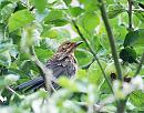 Click image for larger version. 

Name:	Blackbird (Turdus merula) DSC_0009.jpg 
Views:	219 
Size:	135.7 KB 
ID:	15175