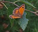 Click image for larger version. 

Name:	Female Gatekeeper (Pyronia tithonus) IMG_0016_edited-3.jpg 
Views:	251 
Size:	471.7 KB 
ID:	15236