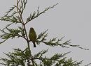 Click image for larger version. 

Name:	SH4043 -1007 14-Greenfinch-Carduelis_chloris.jpg 
Views:	190 
Size:	273.6 KB 
ID:	14950