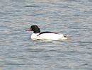 Click image for larger version. 

Name:	Goosander_1.jpg 
Views:	196 
Size:	89.5 KB 
ID:	4093