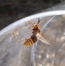 Click image for larger version. 

Name:	SH2802 -0909 27-European Hornet Vespa_Crabro.jpg 
Views:	228 
Size:	270.1 KB 
ID:	11496