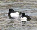Click image for larger version. 

Name:	Tufted_duck_1.jpg 
Views:	169 
Size:	135.2 KB 
ID:	4085