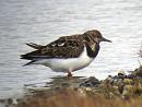 Click image for larger version. 

Name:	turnstone_1.jpg 
Views:	134 
Size:	159.5 KB 
ID:	3254