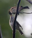 Click image for larger version. 

Name:	house sparrow.JPG 
Views:	158 
Size:	97.3 KB 
ID:	296