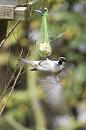 Click image for larger version. 

Name:	SH6923 -0910 29-House Sparrow-Passer_domesticus.jpg 
Views:	137 
Size:	271.6 KB 
ID:	11784