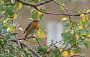 Click image for larger version. 

Name:	SH3651 0910 07-Robin-Erithacus_rubecula.jpg 
Views:	515 
Size:	308.1 KB 
ID:	11606