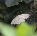 Click image for larger version. 

Name:	SH9037 -1006 12-Blood_Vein Moth-Timandra_comae.jpg 
Views:	160 
Size:	309.5 KB 
ID:	14095