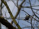 Click image for larger version. 

Name:	SH9834 -1004 09-Great Tit-Parus_major.jpg 
Views:	120 
Size:	335.1 KB 
ID:	13438