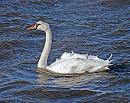 Click image for larger version. 

Name:	Mute Swan DSC_0027.jpg 
Views:	212 
Size:	311.4 KB 
ID:	6607