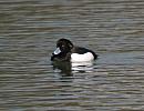 Click image for larger version. 

Name:	Tufted_duck_2.jpg 
Views:	180 
Size:	138.0 KB 
ID:	4086
