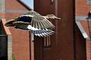 Click image for larger version. 

Name:	mallard in flight2.jpg 
Views:	399 
Size:	396.7 KB 
ID:	10434
