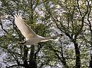 Click image for larger version. 

Name:	swan in flight2.jpg 
Views:	499 
Size:	399.7 KB 
ID:	10435