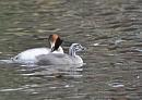Click image for larger version. 

Name:	Crested Grebe and Baby.jpg 
Views:	466 
Size:	117.4 KB 
ID:	10450