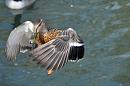 Click image for larger version. 

Name:	Female Mallard in flight.jpg 
Views:	500 
Size:	95.3 KB 
ID:	10452