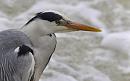 Click image for larger version. 

Name:	Heron On Caversham Weir.jpg 
Views:	236 
Size:	77.2 KB 
ID:	10453