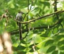 Click image for larger version. 

Name:	SH4886 -090702-Long tailed Tit - Aegithalos_caudatus.jpg 
Views:	158 
Size:	292.1 KB 
ID:	10587