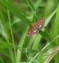 Click image for larger version. 

Name:	SH7851 -090815--Pyrausta aurata 18-22mm.jpg 
Views:	210 
Size:	363.7 KB 
ID:	11112