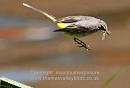 Click image for larger version. 

Name:	grey wagtail.jpg 
Views:	378 
Size:	92.0 KB 
ID:	12614