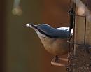 Click image for larger version. 

Name:	Nuthatch_P2194564.jpg 
Views:	188 
Size:	213.0 KB 
ID:	12771