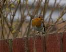 Click image for larger version. 

Name:	SH7153 -1003 24-Robin-Erithacus_rubecula.jpg 
Views:	212 
Size:	310.5 KB 
ID:	13147