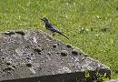 Click image for larger version. 

Name:	SH0352 -1004 11 -Pied Wagtail-Motacilla_alba.jpg 
Views:	151 
Size:	308.3 KB 
ID:	13394