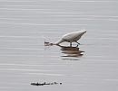 Click image for larger version. 

Name:	Little Egret (Egretta garzetta) DSC_0053.jpg 
Views:	218 
Size:	54.0 KB 
ID:	13690
