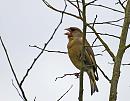Click image for larger version. 

Name:	Greenfinch (Carduelis chloris) DSC_0102.jpg 
Views:	176 
Size:	94.7 KB 
ID:	13692