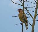 Click image for larger version. 

Name:	Greenfinch (Carduelis chloris) DSC_0102.jpg 
Views:	187 
Size:	66.7 KB 
ID:	13694