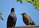 Click image for larger version. 

Name:	Blackbird (Turdus merula) DSC_0132.jpg 
Views:	165 
Size:	75.5 KB 
ID:	13721