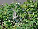 Click image for larger version. 

Name:	Whitethroat (Sylvia communis) DSC_0054.jpg 
Views:	130 
Size:	138.6 KB 
ID:	14218