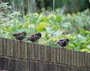 Click image for larger version. 

Name:	Dunnock, (Prunella modularis) DSC_0004.jpg 
Views:	427 
Size:	124.6 KB 
ID:	14542