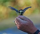 Click image for larger version. 

Name:	great_tit_P7043197.jpg 
Views:	1351 
Size:	220.5 KB 
ID:	14658