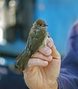 Click image for larger version. 

Name:	blackcap_juvenile_P7043241.jpg 
Views:	544 
Size:	189.5 KB 
ID:	14694