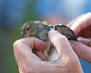 Click image for larger version. 

Name:	chaffinch_juvenile_P7043228.jpg 
Views:	556 
Size:	195.7 KB 
ID:	14696
