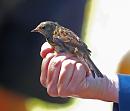 Click image for larger version. 

Name:	dunnock_P7043317.jpg 
Views:	593 
Size:	259.9 KB 
ID:	14697