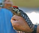 Click image for larger version. 

Name:	great_spotted_woodpecker_P7043221.jpg 
Views:	581 
Size:	283.2 KB 
ID:	14698