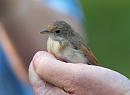 Click image for larger version. 

Name:	juvenile_whitethroat_P7043178.jpg 
Views:	542 
Size:	284.0 KB 
ID:	14700