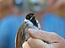 Click image for larger version. 

Name:	reed_bunting_P7043185.jpg 
Views:	569 
Size:	254.1 KB 
ID:	14701